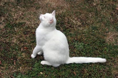 Prisoner of 18 cats for 16 years