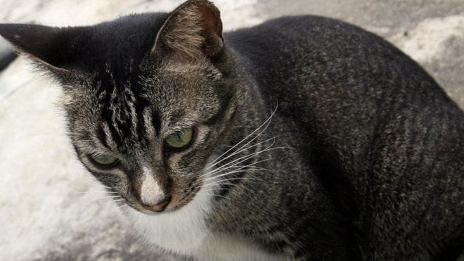 Prisoner of 18 cats for 16 years