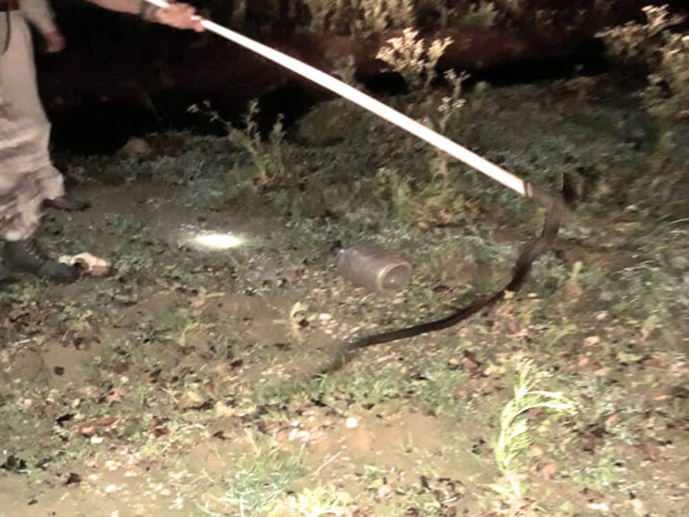 Three cobra found in severals house