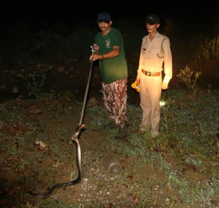Three cobra found in severals house