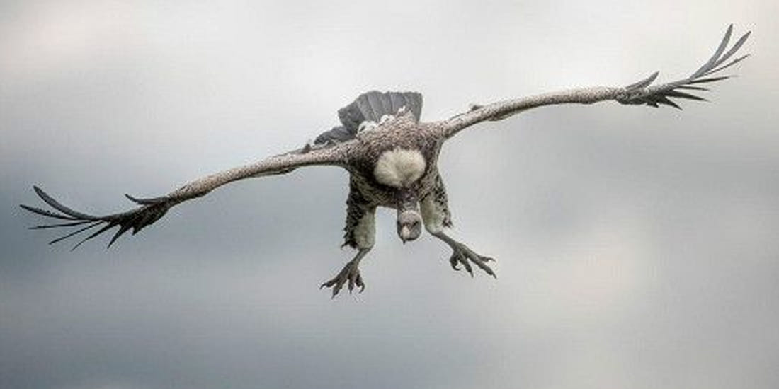 vulture is completely lost in Uttar pradesh