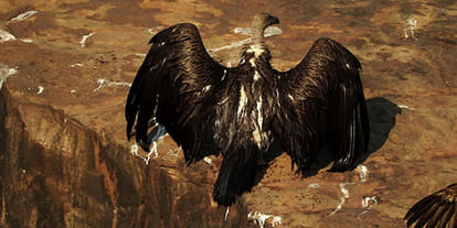 vulture is completely lost in Uttar pradesh