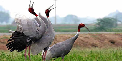 vulture is completely lost in Uttar pradesh