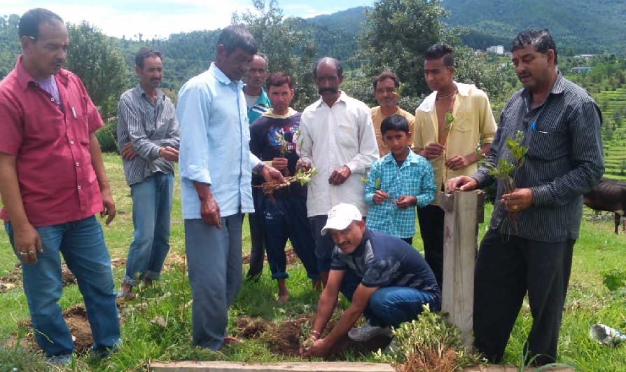 Plant 11 thousand saplings on every green