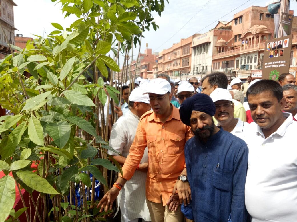 Planting of pink flowers in Jaipur