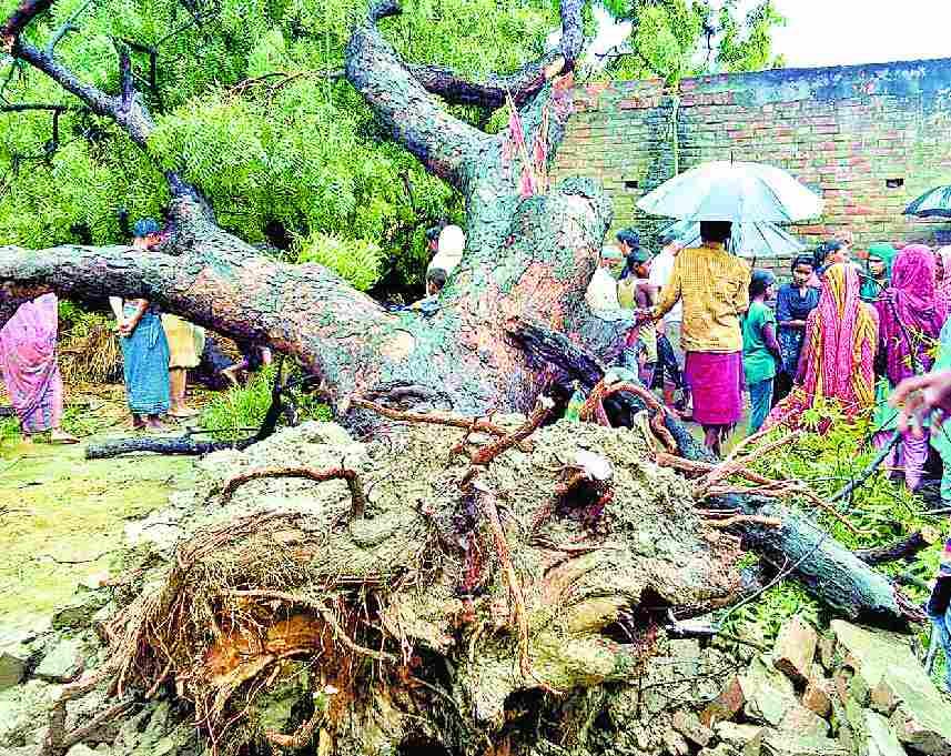 Dropped trees on the wall in the storm-water, the death of mother and son