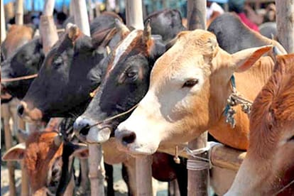 maharashtra police will use beef detection kit to indentify beef