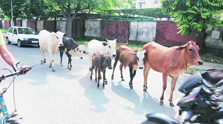 Scientific paraphernalia will confirm the benefits of cow uirne