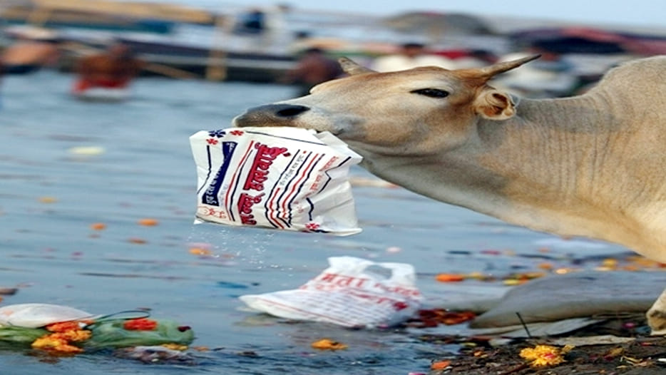 seven cows died in government protection