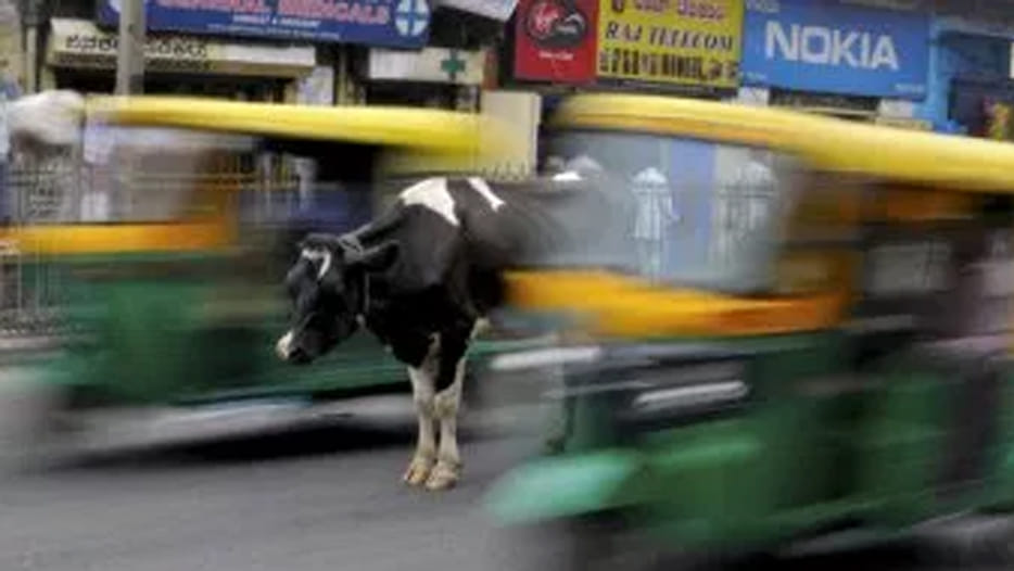 seven cows died in government protection