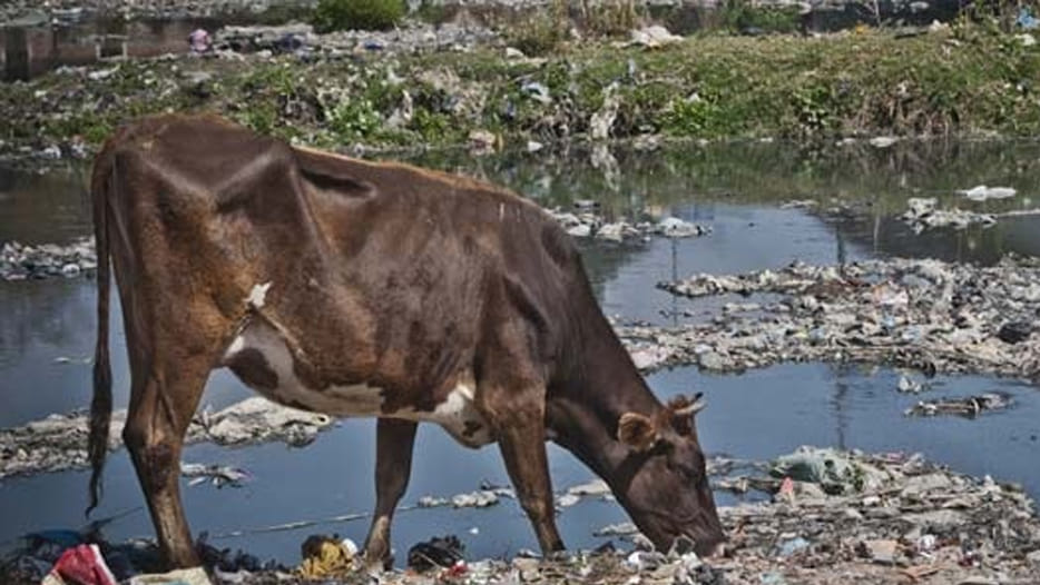 seven cows died in government protection