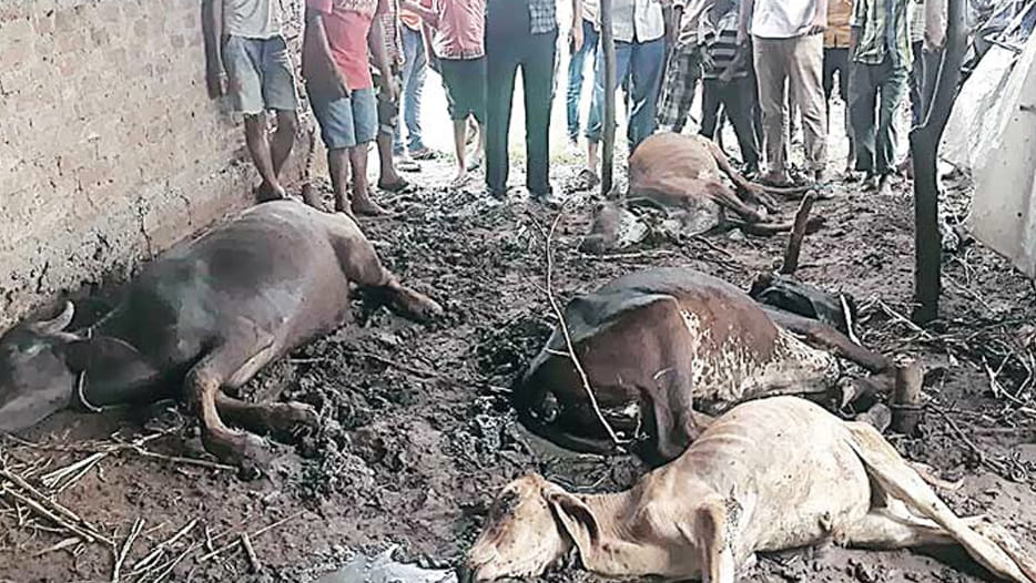 seven cows died in government protection