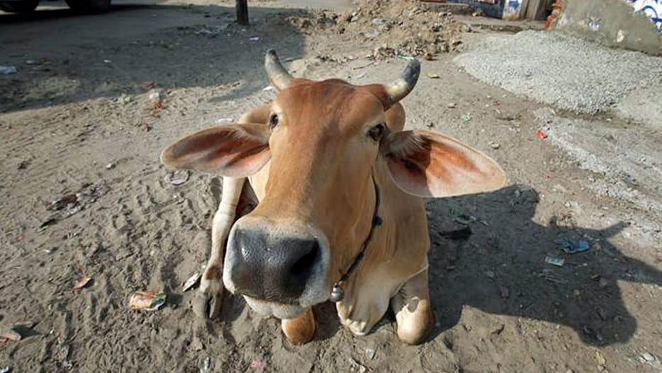 seven cows died in government protection