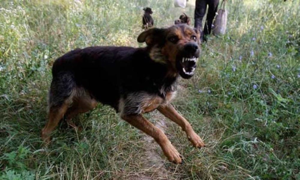 dog saved his masters house from thief