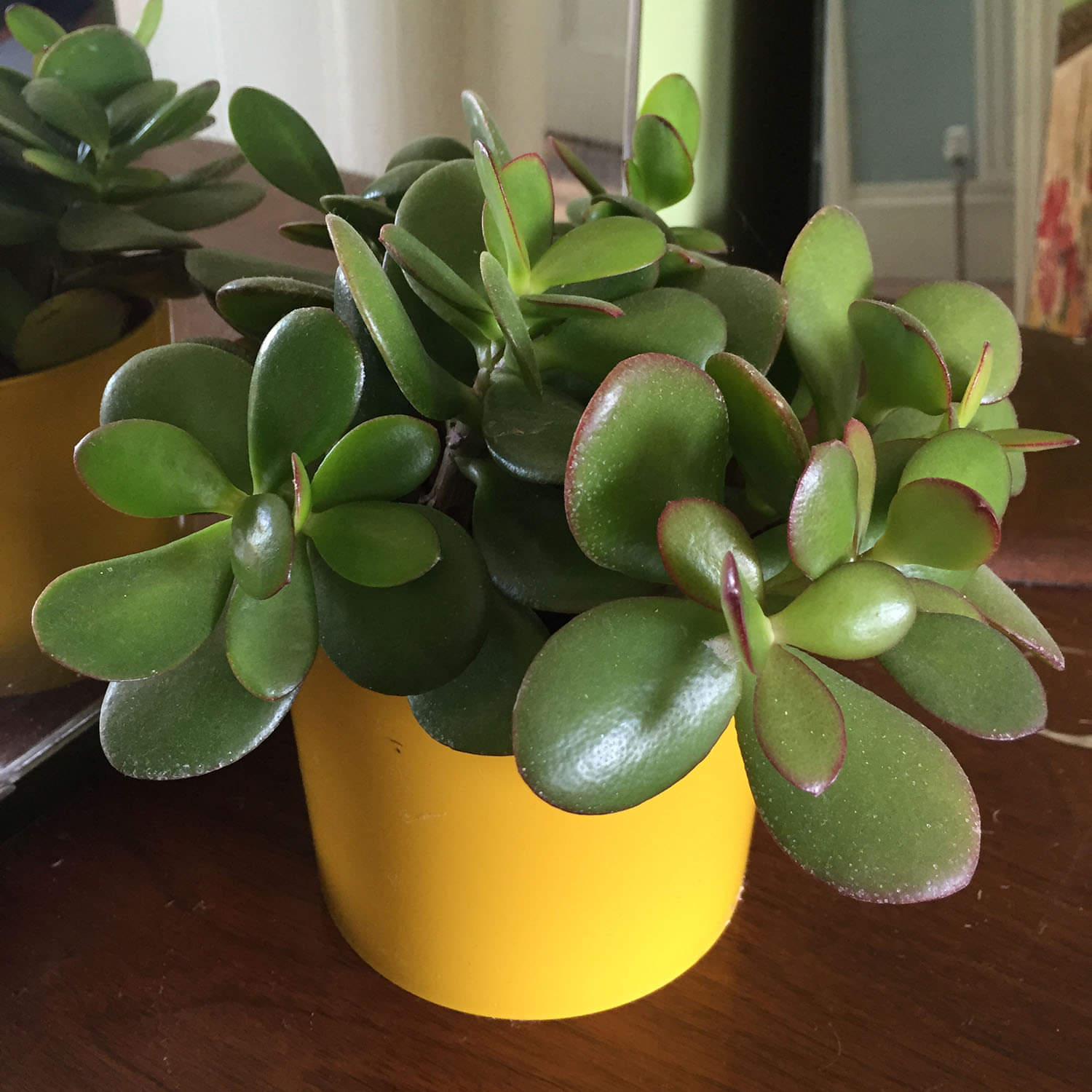 for attract money keep Crassula Plant at your Home