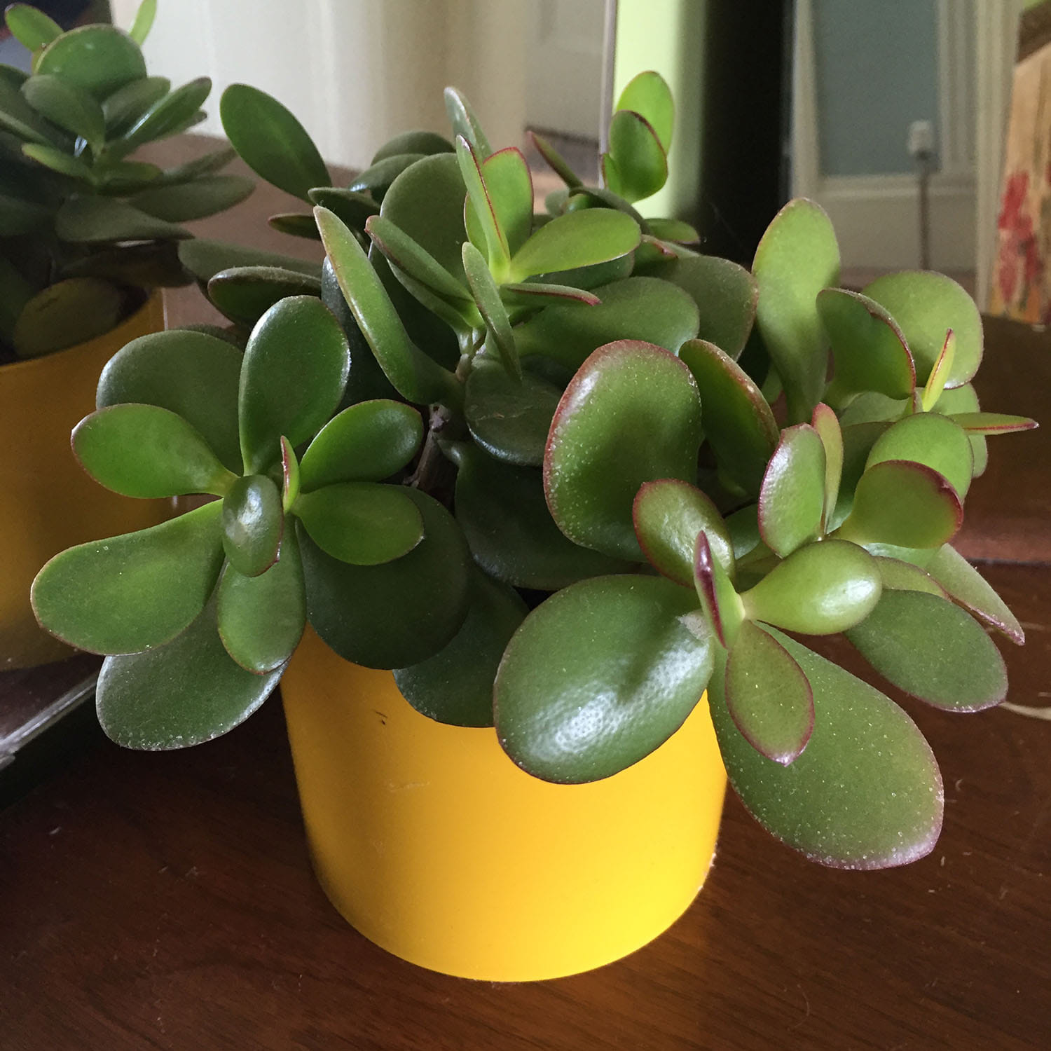 Crassula Plant at your Home for attract money keep