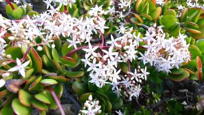 for attract money keep Crassula Plant at your Home