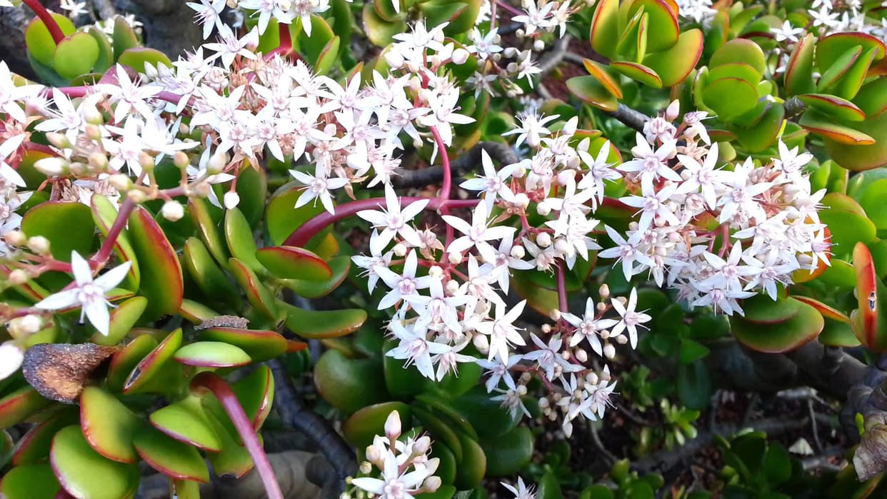 Crassula Plant at your Home for attract money keep