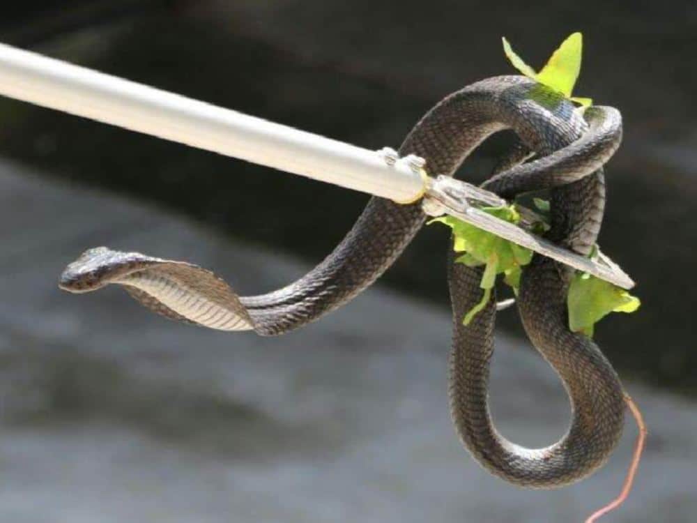world most poisonous snake cobra found in navy headquarter