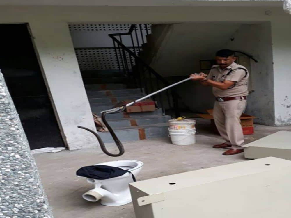 world most poisonous snake cobra found in navy headquarter