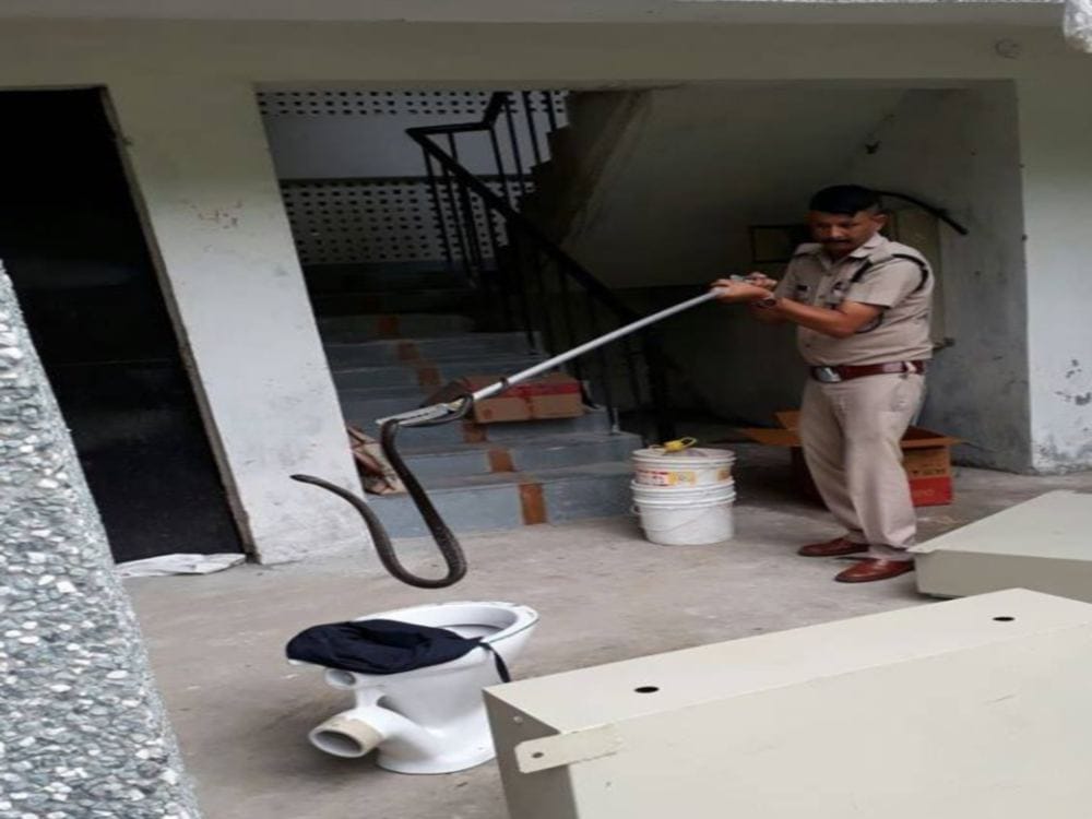 world most poisonous snake cobra found in navy headquarter