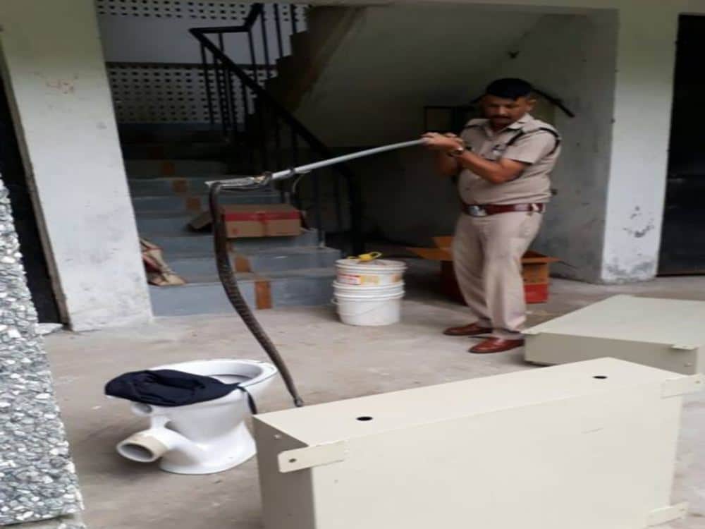 world most poisonous snake cobra found in navy headquarter