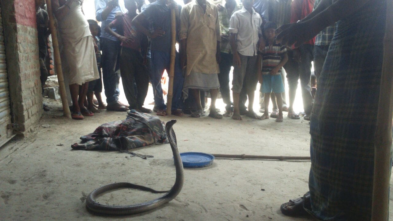 nag panchami 2017, unique tradition, no snake killing in haryana village 