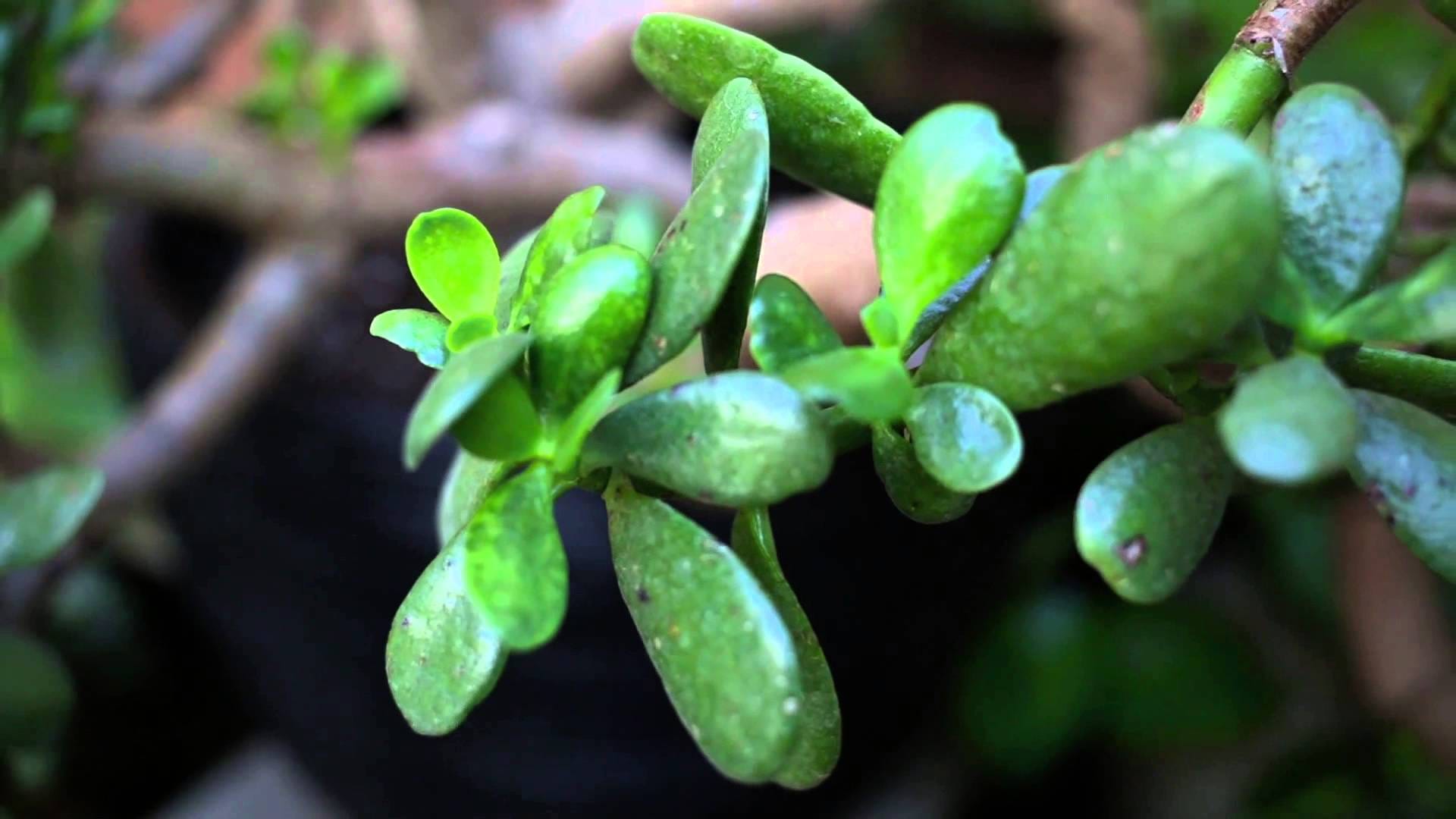Crassula Plant at your Home for attract money keep
