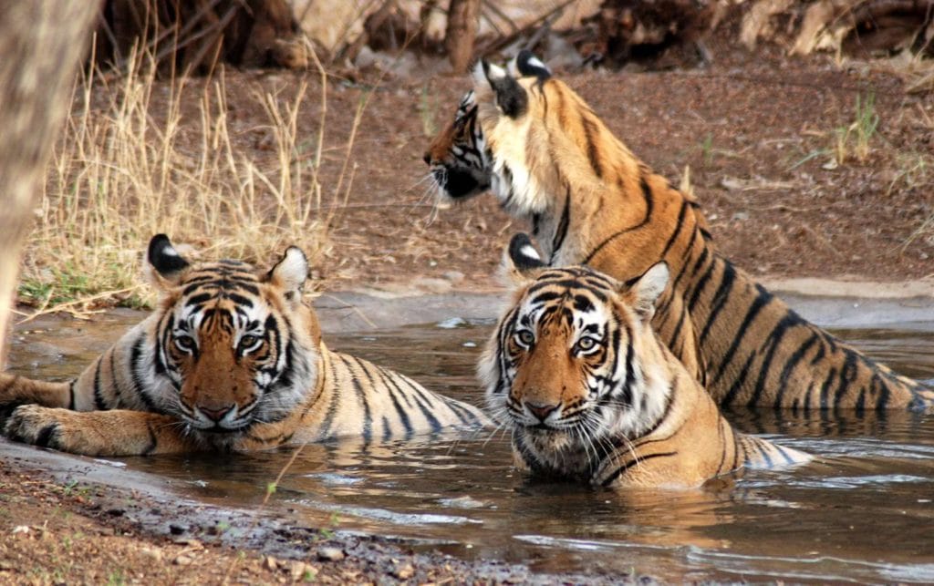 big number of tigers kill in national park