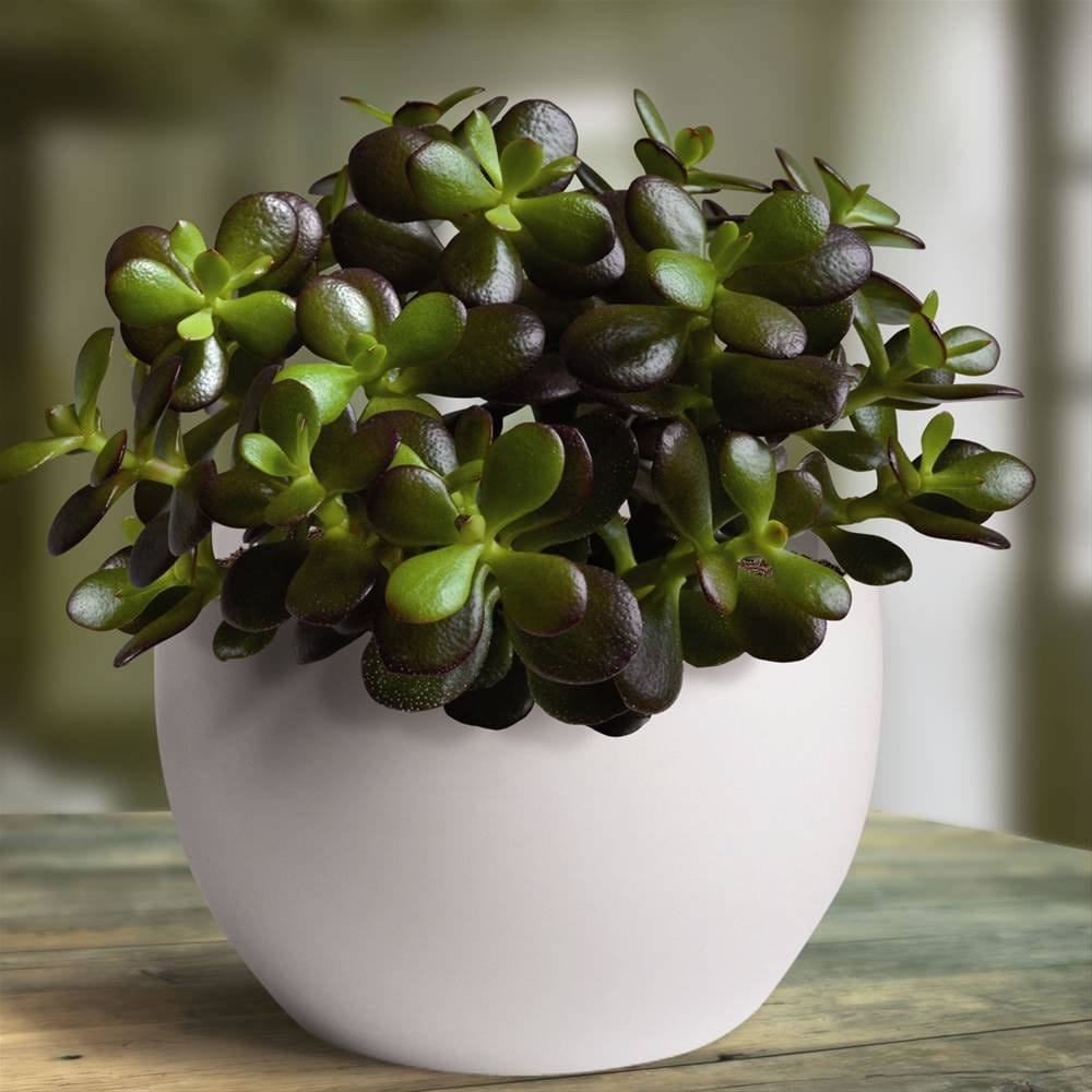 Crassula Plant at your Home for attract money keep