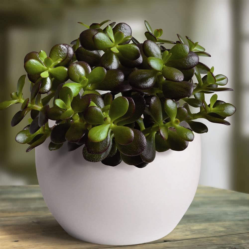 for attract money keep Crassula Plant at your Home