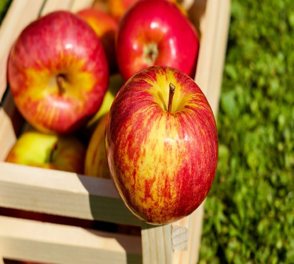 Know why apple seed are poisonous for you 