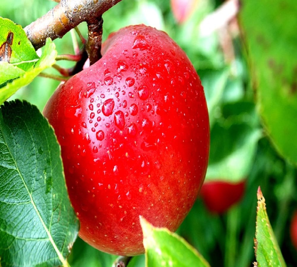 Know why apple seed are poisonous for you 