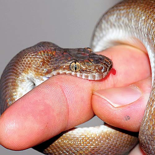 snake killed 2 sisters in ajmer 