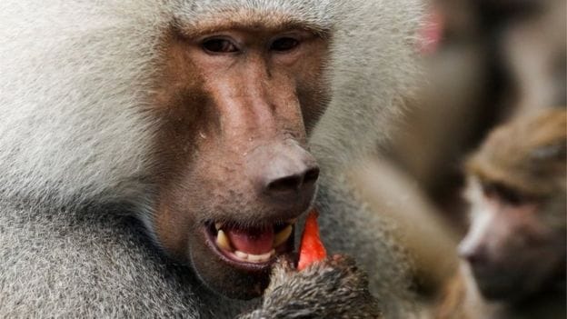 A langur did the power cut of the houses of more than 50,000 people