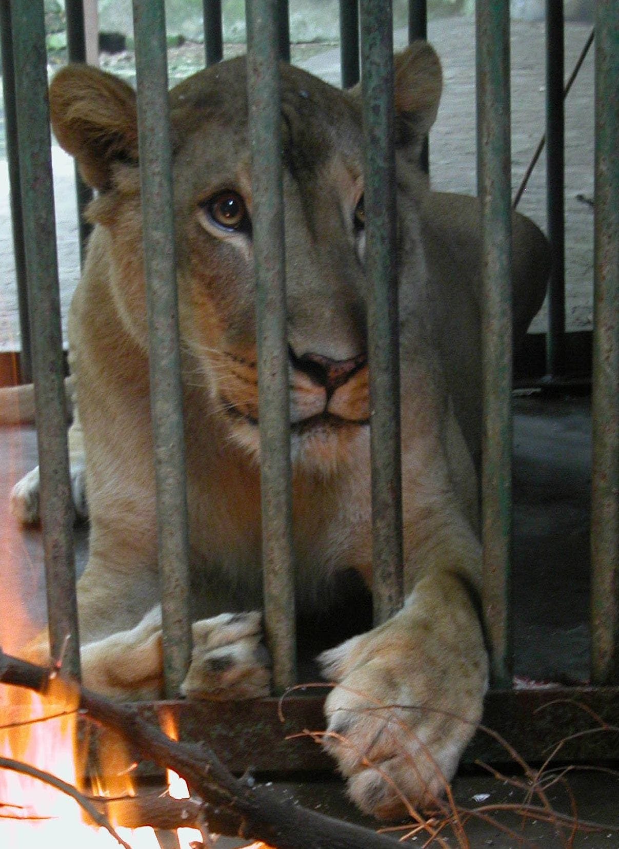  lucknow zoo lioness dies.