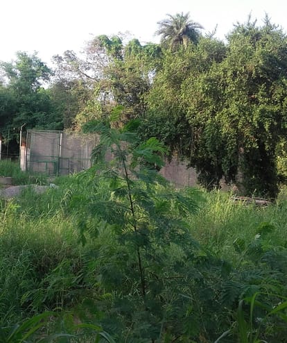  lucknow zoo lioness dies.