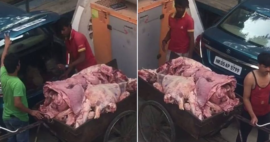 bjp party flag on Meat dealer car at haryana