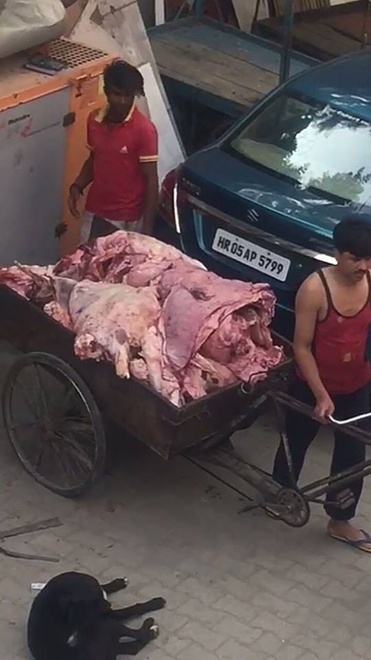 bjp party flag on Meat dealer car at haryana