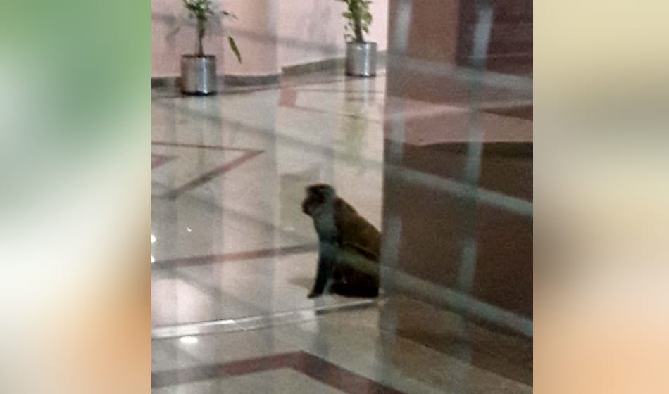 monkeys terror in delhi for more than two hours