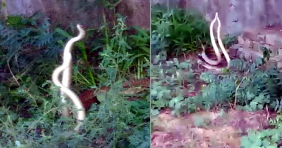 snake couple love story in sawan month at jhajjar defence colony