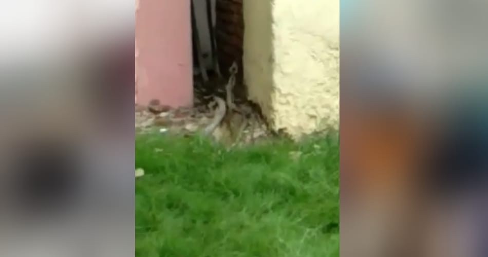 snake couple love story in sawan month at jhajjar defence colony