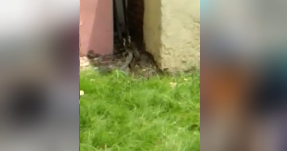 snake couple love story in sawan month at jhajjar defence colony