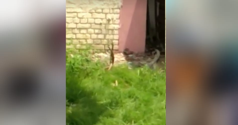 snake couple love story in sawan month at jhajjar defence colony