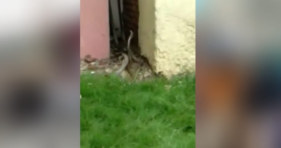 snake couple love story in sawan month at jhajjar defence colony