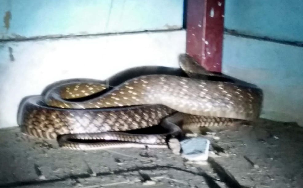 most poisonous snake found in haridwar ashram