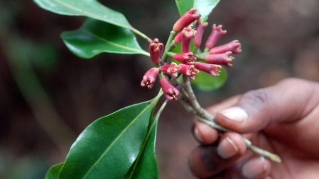 Where the clove tree was first grown
