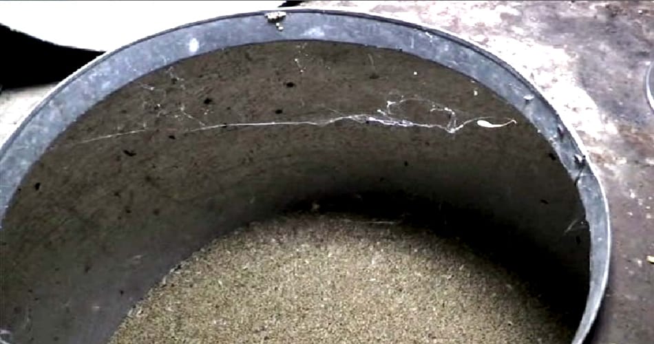Insects found in grains of mid day meal