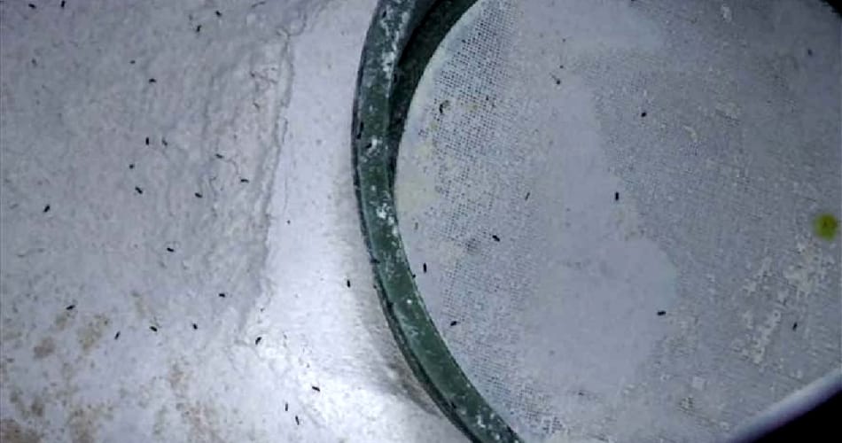 Insects found in grains of mid day meal