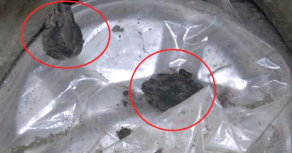 Insects found in grains of mid day meal